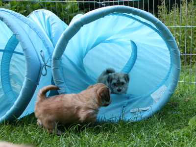 Bichon Havanais hvalpe hos Kennel Miki Nanoq